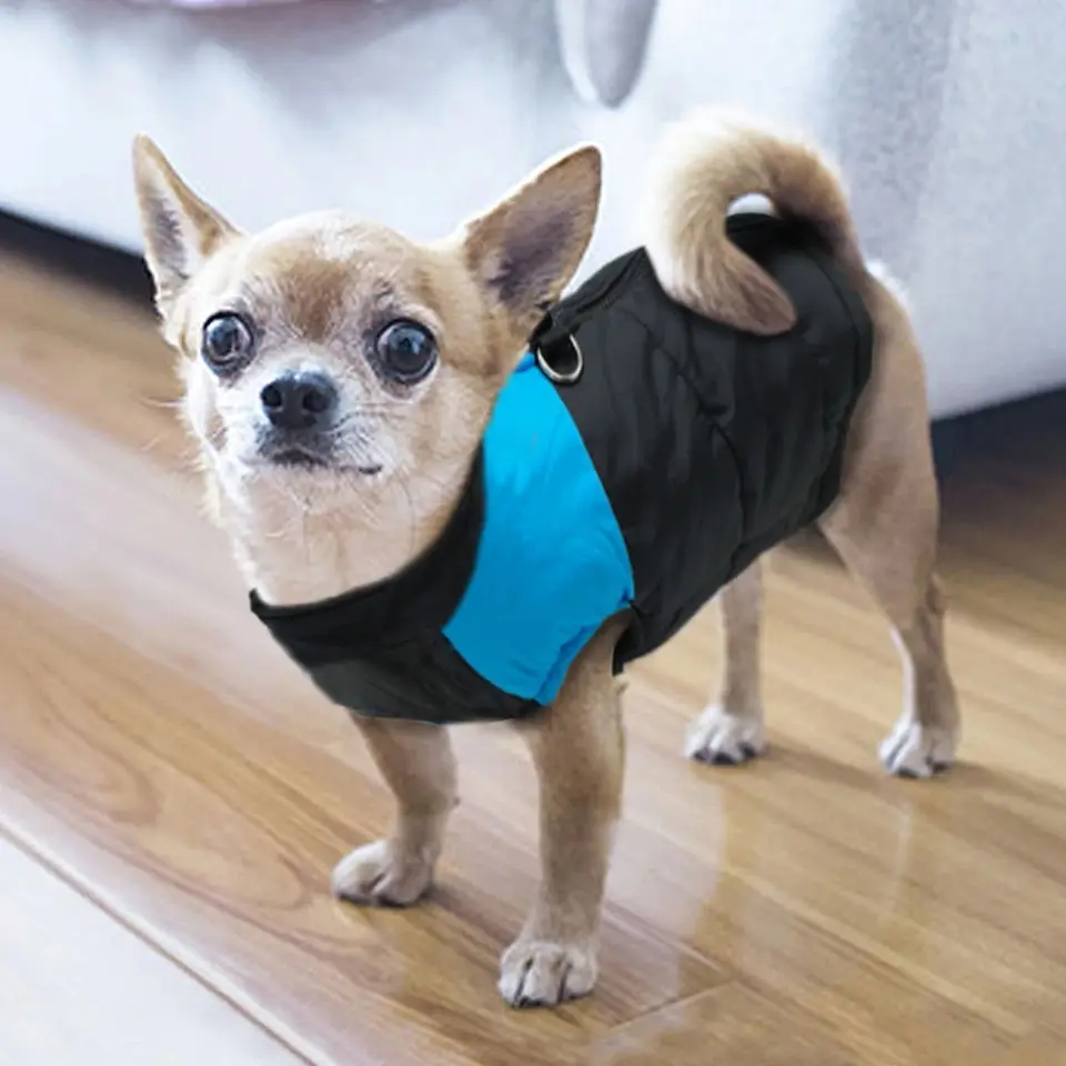 winter dresses for dogs Do dogs need winter jackets in the cold? In most cases, yes