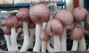 Agaricus-setas salvajes, setas orgánicas de alta calidad - Product Image 3