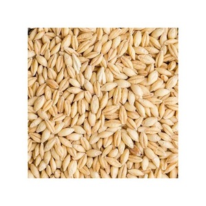 Best Feed <b>Barley</b> Grain / <b>Barley</b> Malt Grain / Hulled <b>Barley</b> Ready - Product Image 3