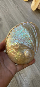 Concha de abulón decorativa, concha de mar natural pulida para productos artísticos hechos a mano de Vietnam - Product Image 5