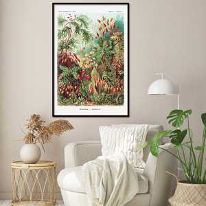 Affiche d'art moderne de Ernst Haeckel : Formes artistiques dans la nature, Plaque 72 - Mousse, Cadre noir pour mur - Product Image 1
