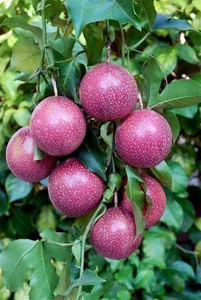 Fruits de la Passion Surgelés IQF - Purée de Fruits de la Passion Surgelée - Pack de Fruits de la Passion Surgelés - Fruits de la Passion Surgelés Premium - Product Image 2