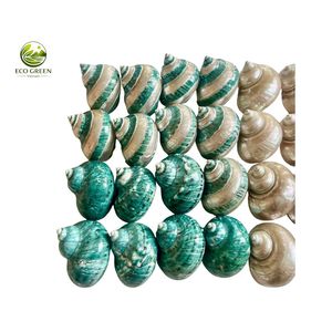 Turban en coquille naturelle écologique du Vietnam, de haute qualité, en nacre polie, artisanat animalier fait main, décoration, vente en gros - Product Image 1