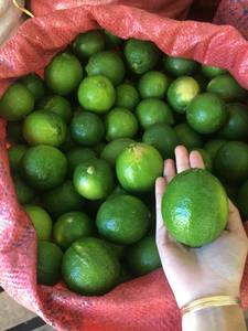 Limón Verde Fresco Sin Semillas, Cítrico Premium, Alto Contenido de Jugo, Piel Delgada, Limón Verde Natural para Exportación Internacional - Product Image 2