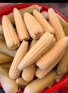 MEILLEURES VENTES EN GROS MAÏS ENTIER CONGELÉ NATUREL PUR HOT DEAL PRÊT À L'EMPLOI - Product Image 5