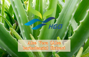 Fourniture directe d'usine HGO d'extrait d'aloe vera naturel pur (Aloe barbadensis) (qualité alimentaire) spécification 10:1 (extrait de rapport) - Product Image 2
