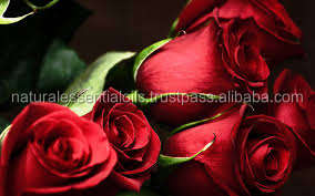 น้ำมันหอมระเหยกลิ่นกุหลาบสำหรับน้ำมันหอมระเหยน้ำมันหอมระเหยขายส่งจำนวนมากและส่งออกจากอินเดีย - Product Image 6