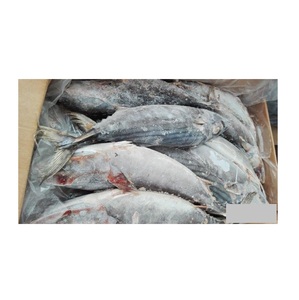Atún Bonito Congelado a Precio Económico, Pescado Skipjack al Precio Más Bajo - Product Image 4