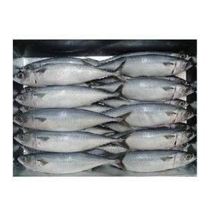 Pescado de Alta Calidad, Atún Entero Congelado, Atún del Pacífico HGT en Venta - Product Image 2