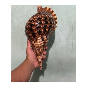 Vente en gros Vietnam Grandes coquilles de Triton, coquilles de conque de qualité supérieure idéales pour l'aquarium, la décoration de la maison et l'exportation dans le monde entier - Product Image 4