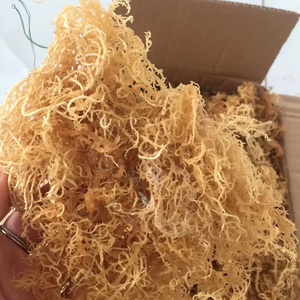 Musgo de mar de algodón seco natural 100% natural de proveedor de Vietnam - Product Image 1