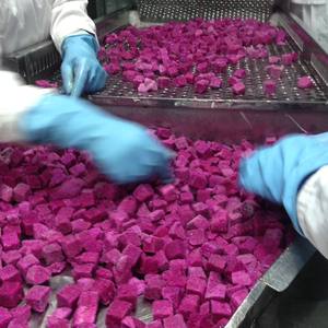 Fruta de dragón rojo congelado de Vietnam buen precio 500g a granel - Product Image 2