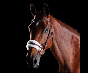 Comfitec Tocado cómodo de brida de piel de oveja con forma anatómica con material de cuero de distribución de presión uniforme - Product Image 1