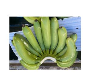 Bananes vertes organiques Cavendish de haute qualité soigneusement emballées exportation en gros bananes fraîches à bas prix - Product Image 4