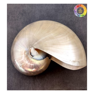 <strong>Nautilus</strong> <strong>Shell</strong> Conch, Polished <strong>Nautilus</strong> <strong>Shell</strong>, Large <strong>Nautilus</strong> <strong>Shell</strong> Wholesale for Collectibles and Decoration Export - Product Image 3