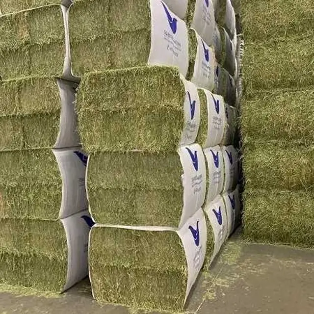 Kelas terbaik Alfalfa Hay Bales ternak kuda umpan, harga jerami Alfalfa, eksportir jerami Alfalfa untuk dijual