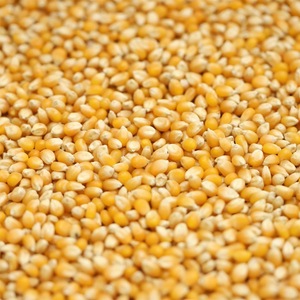 Nueva cosecha de maíz amarillo/precios al por mayor y mejor cosecha - Product Image 2