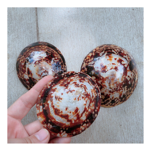 Coquilles polies pour les idées d'intérieur à la maison, collectionnez les coquilles pour le style de la maison de plage, les vibrations du bord de mer et la décoration artisanale - Product Image 3