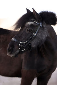 Bride de cheval avec bandeau de rechange Cheval Vente en gros Nouvelle bride en cuir de haute qualité pour cheval en noir - Product Image 3