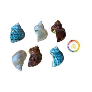 ROYAL DECOR 2025, servilleteros de concha de mar coloridos naturales de lujo, gran oferta para ocasiones de fiesta, Ocean Vibe - Product Image 2