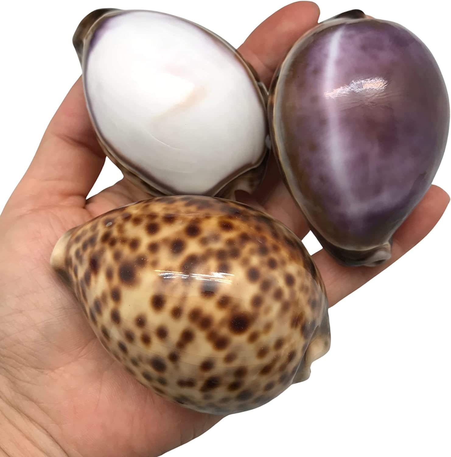 มีสีสัน