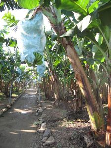Cubierta de Plástico Termosellable Reutilizable y Ecológica de PP No Tejido para Frutas, Protege Bananas, Tomates, Agricultura, Invernaderos - Product Image 5