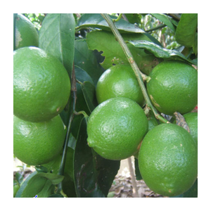 Citron vert frais d'origine vietnamienne/citron sans pépins au goût naturel aigre/agrumes de qualité supérieure pour l'exportation - Product Image 2