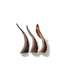 Cuerno de cabra genuino de alta calidad, precio al por mayor, cuerno decorativo de cabra Natural pulido para el jardín del hogar - Product Image 5