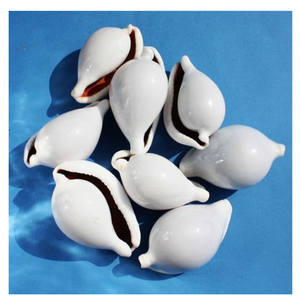 Tamaño 5-7cm Huevo blanco natural Cauri Shell Ovula Ovum para la fabricación de joyas y decoración del hogar - Product Image 5