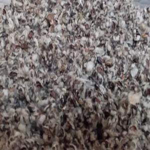 Casco de semilla de algodón para aves de corral, cabra y ganado, casco de semilla de algodón para la industria de alimentación animal, suministro a granel en gran cantidad - Product Image 6