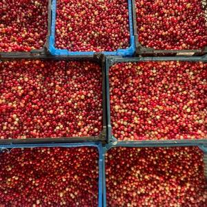 Cranberries Frais de Haute Qualité 950kg Vente en Gros Approvisionnement Premium Maturité 80-95% Grade 10-20mm - Product Image 5