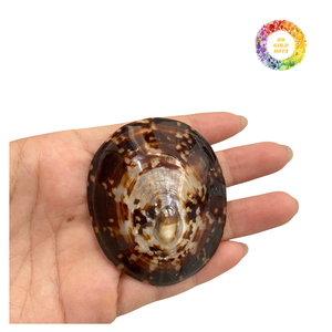 Coquilles polies et propres du Vietnam de haute qualité pour les souvenirs et les ornements - Product Image 5