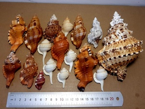 เปลือกหอยตกแต่งจำนวนมากในราคาดี เหมาะสำหรับการตกแต่งอย่างยิ่ง - Product Image 3