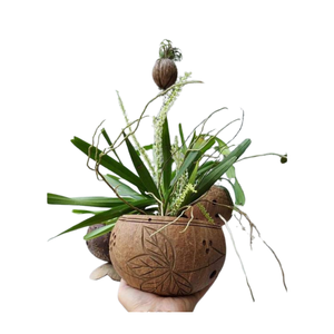 Maceta de cáscara de coco ecológica perfecta para plantas de interior y decoración Natural del Hogar - Product Image 6