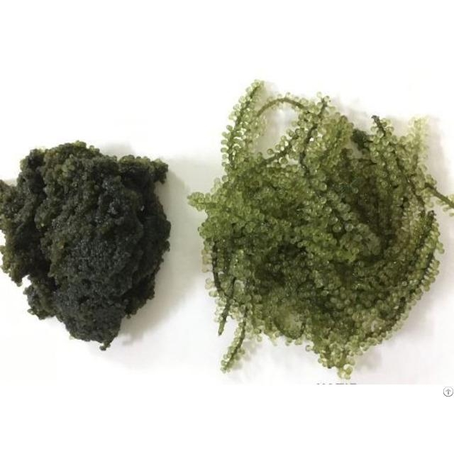 100% натуральный органический морской виноград свежие экзотические водоросли из тропических регионов зеленый морской виноград-Карилн 0084935825297