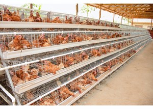 Commercio di Garanzia Della Moderna Coops Gallina di Pollo Casa - Product Image 4