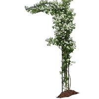 Rak Bunga Setengah Lengkung untuk Tanaman Merambat di Balkon Luar Ruangan, Penyangga Kolom Clematis, Anggur, Mawar, Bingkai Taman Berbentuk Lengkung Satu Sisi