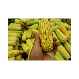 Stable shelf life yellow maize for long distance global shipment - Product Image 5
