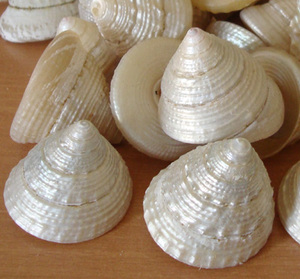 Trochus maculatus polonais poire coquille bijoux technique brute artisanat naturel avec perle polie motif de coquille de mer inspiré piramide - Product Image 4