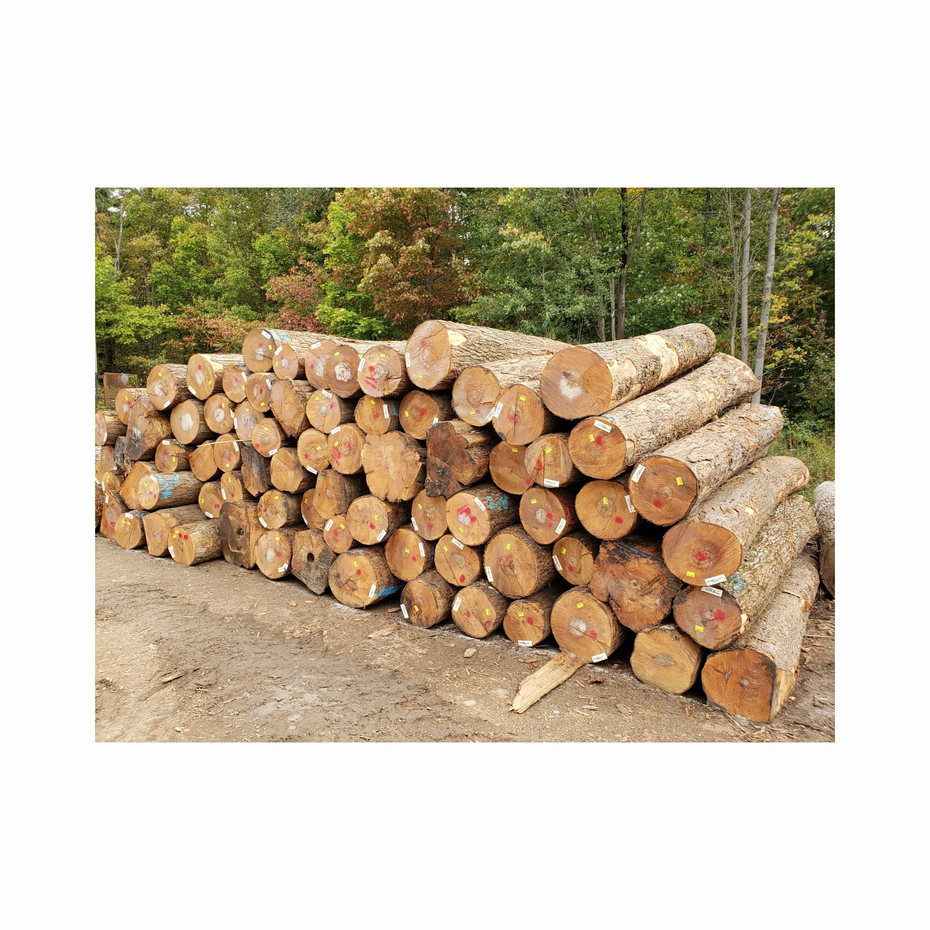 Quy hoạch tất cả các vòng Canada cứng Maple gỗ và gỗ kích thước Đỏ padauk gỗ bản ghi cho đồ nội thất cao cấp