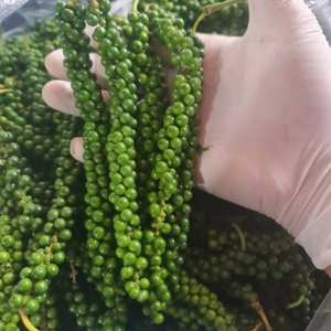 Pimienta Verde Fresca de Alta Calidad con Tallo, Suministro de Vietnam para Importadores y Distribuidores - Product Image 1