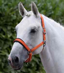 Bridon de cheval en cuir professionnel de qualité supérieure, style selle anglaise, équipement équestre haut de gamme, licol pour l'équitation en plein air, service OEM - Product Image 1