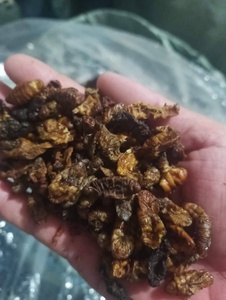 DISTRIBUCIÓN AL POR MAYOR PUPAE SILKWORM ALTA NUTRICIÓN - Product Image 3