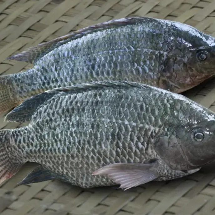 Tilapia congelada de buena calidad