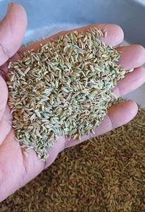 Graines de fenouil de qualité supérieure en gros, huile essentielle élevée, couleur verte, support de marque privée, emballage OEM en vrac - Product Image 3