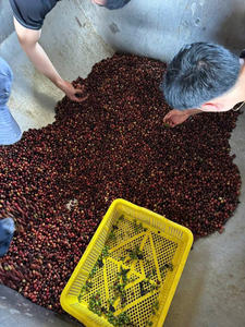 HANCOFFEE Café vert Robusta du Vietnam de haute qualité - Processus miel - Grade 1 Taille 16-18 Prix de gros pour le commerce - Product Image 2