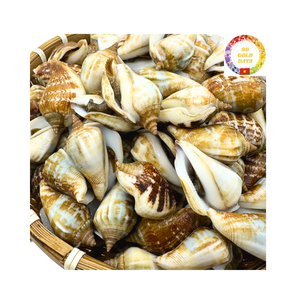Coquillages de Strombidae authentiques Trésors marins naturels pour décoration artistique et artisanat à des tarifs compétitifs - Product Image 2