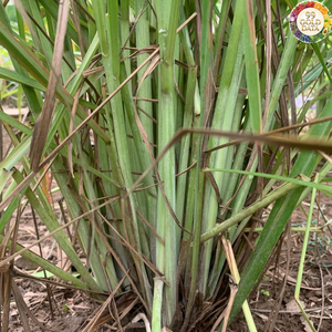 Pure Fresh Herb Vietnam Lemongrass Suitable <b>For</b> Food Flavor Development And Professional Kitchen Ingredient Uses - Product Image 3