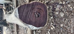 Wholesale Black Rosewood <b>Logs</b> From Europe for Sale - Product Image 5