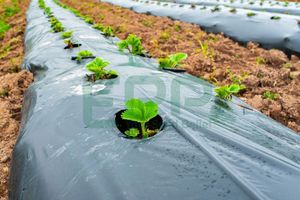 แผ่นพลาสติก HDPE ควบคุมวัชพืชเนื้อนิ่มสำหรับการเกษตรกันความชื้นคลุมดิน PE แผ่นคลุมดินจากเวียดนาม - Product Image 5